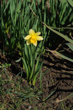 Narcissus (Narcissus), Amarillis familyasından bir bitki cinsidir.