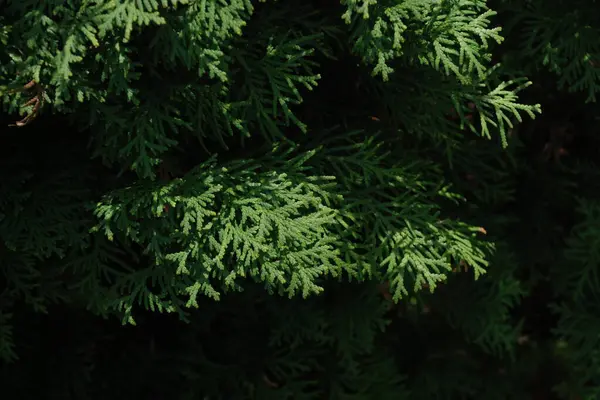 Thuja is a genus of evergreen coniferous trees and shrubs of the cypress family 