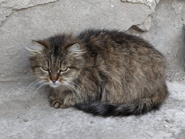 Kedi kedisi (Latince Felis Silvestris catus), kedigiller (Felis) familyasından bir kedi türü.)