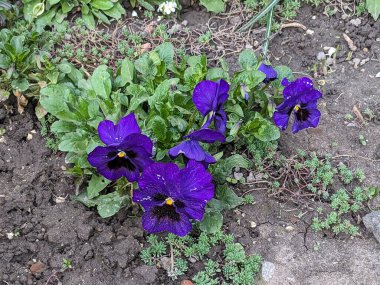 Üç renkli menekşe, vahşi nonoş (Viola üç renkli L.)