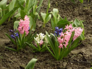 Hyacinth (Yunanca, Hyacinthus), Hyacinthaceae (Sümbül) familyasından bir bitki cinsidir.           