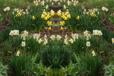 Narcissus (Narcissus), Amarillis familyasından bir bitki cinsidir.