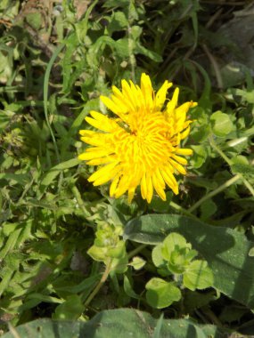 Karahindiba, karahindiba, Asteraceae ailesinin karahindiba familyasından uzun ömürlü bir bitkidir..          