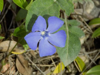 Periwinkle (lat. Vnca, Apocynaceae familyasından sürünen bir bitki cinsidir..