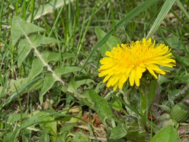 Karahindiba, karahindiba, Asteraceae ailesinin karahindiba familyasından uzun ömürlü bir bitkidir..          