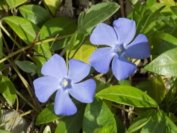 Periwinkle Lat Vnca Genus Creeping Subshrubs Perennial Herbs Apocynaceae Family Stock Picture