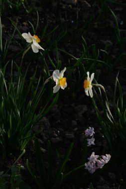 Narcissus (Narcissus), Amarillis familyasından bir bitki cinsidir.