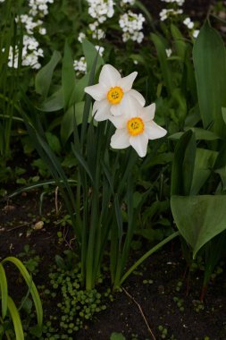 Narcissus (Narcissus), Amarillis familyasından bir bitki cinsidir.