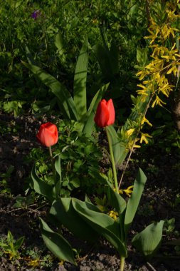  Tulipa, zambak familyasından bir bitki cinsidir..