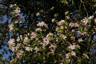 Beyaz elma çiçeği, bahar.