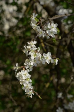 Ortak kayısı (lat. Prnus armenaca) Çiçek açan ağaçlar Pricot, kayısı, sırık, daha fazla.