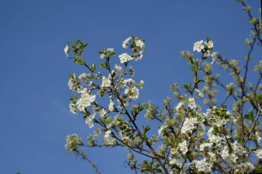 Ortak kayısı (lat. Prnus armenaca) Çiçek açan ağaçlar Pricot, kayısı, sırık, daha fazla.