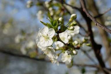 Ortak kayısı (lat. Prnus armenaca) Çiçek açan ağaçlar Pricot, kayısı, sırık, daha fazla.