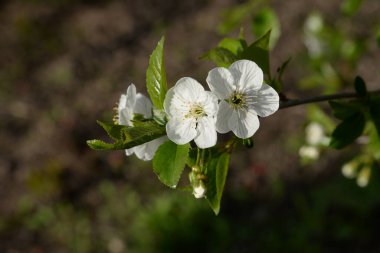 Ortak kayısı (lat. Prnus armenaca) Çiçek açan ağaçlar Pricot, kayısı, sırık, daha fazla.