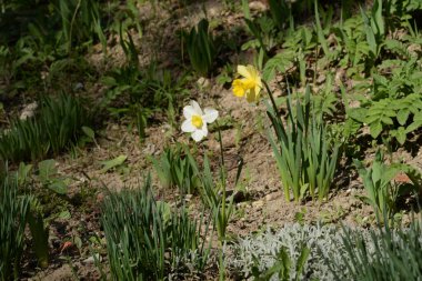 Narcissus (Narcissus), Amarillis familyasından bir bitki cinsidir.