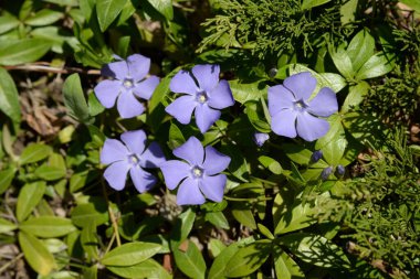 Periwinkle (lat. Vnca, Apocynaceae familyasından sürünen bir bitki cinsidir..