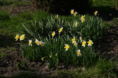 Narcissus (Narcissus), Amarillis familyasından bir bitki cinsidir.