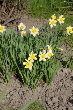 Narcissus (Narcissus), Amarillis familyasından bir bitki cinsidir.