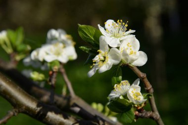 Ortak kayısı (lat. Prnus armenaca) Çiçek açan ağaçlar Pricot, kayısı, sırık, daha fazla.