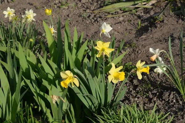 Narcissus Een Geslacht Van Eenzaadlobbige Planten Uit Familie Amaryllis Amaryllis — Stockfoto