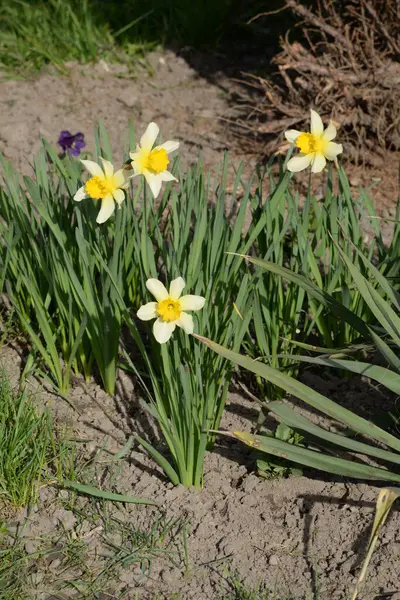 Narcissus (Narcissus), Amarillis familyasından bir bitki cinsidir.