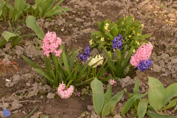 Hyacinth (Yunanca, Hyacinthus), Hyacinthaceae (Sümbül) familyasından bir bitki cinsidir.