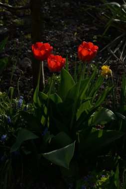 Tulipa, zambak familyasından bir bitki cinsidir..