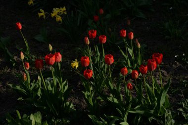 Tulipa, zambak familyasından bir bitki cinsidir..