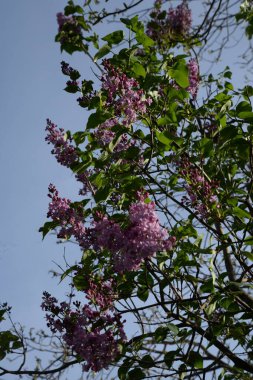 Sıradan yaban domuzu (Şırınga bayağılığı))