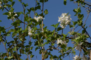 White apple blossom, spring