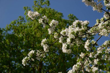 Beyaz elma çiçeği, bahar.
