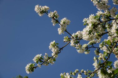 White apple blossom, spring