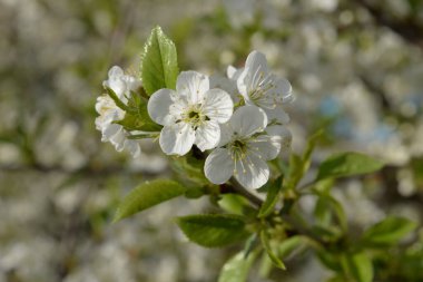 Ortak kayısı (lat. Prnus armenaca) Çiçek açan ağaçlar Pricot, kayısı, sırık, daha fazla.