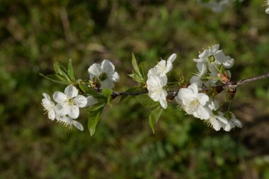 Ortak kayısı (lat. Prnus armenaca) Çiçek açan ağaçlar Pricot, kayısı, sırık, daha fazla.