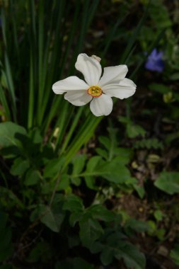 Narcissus (Narcissus), Amarillis familyasından bir bitki cinsidir.