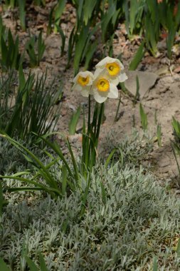 Narcissus (Narcissus), Amarillis familyasından bir bitki cinsidir.