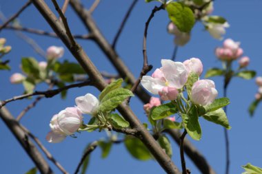 Beyaz elma çiçeği, bahar.