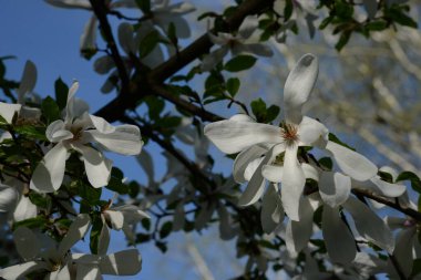 Magnolia, manolya familyasından büyük bir bitki cinsidir.