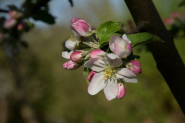 Beyaz elma çiçeği, bahar.
