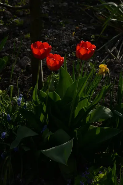 Tulipa Een Geslacht Uit Leliefamilie Poaceae — Stockfoto