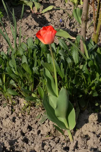 Tulipa Een Geslacht Uit Leliefamilie Poaceae — Stockfoto