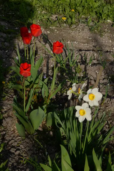 Narcissus Een Geslacht Van Eenjarige Planten Uit Familie Van Amaryllissen — Stockfoto