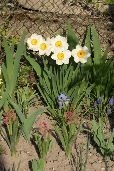 Narcissus Een Geslacht Van Eenzaadlobbige Planten Uit Familie Amaryllis Amaryllis — Stockfoto