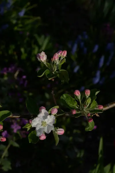 Witte Appelbloesem Voorjaar — Stockfoto
