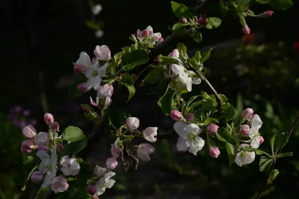 Witte Appelbloesem Voorjaar — Stockfoto