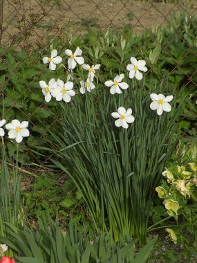 Narcissus (Narcissus), Amarillis familyasından bir bitki cinsidir.          