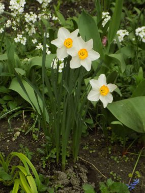 Narcissus (Narcissus), Amarillis familyasından bir bitki cinsidir.          