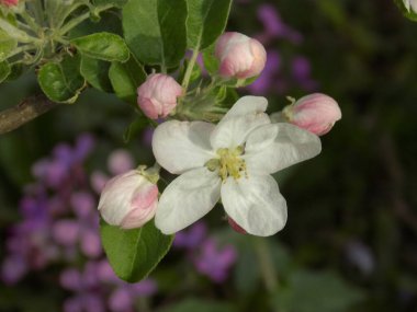 Beyaz elma çiçeği, bahar.          