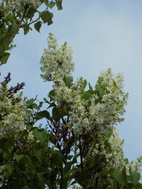 Sıradan yaban domuzu (Şırınga bayağılığı))