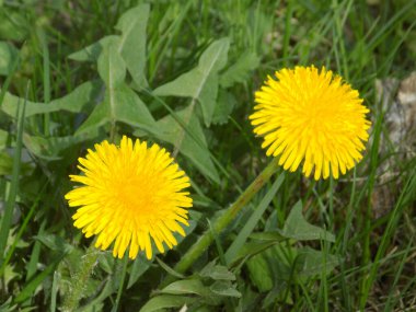 Karahindiba, karahindiba, Asteraceae ailesinin karahindiba familyasından uzun ömürlü bir bitkidir.